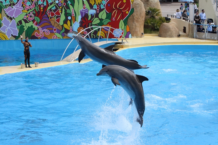 Marineland - Dauphins - 086